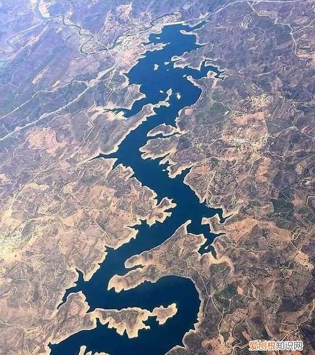 蓝鲸的心脏长什么样子