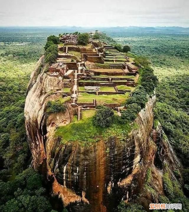 蓝鲸的心脏长什么样子