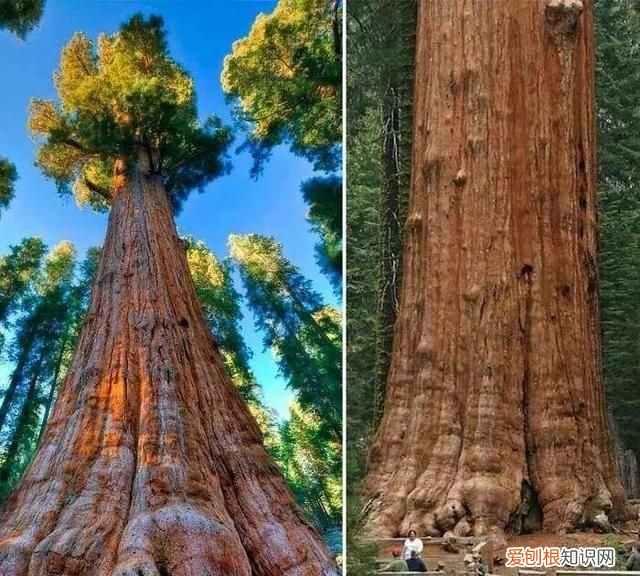 蓝鲸的心脏长什么样子