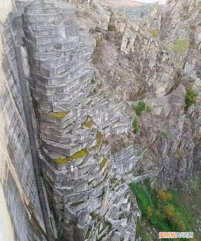 蓝鲸的心脏长什么样子