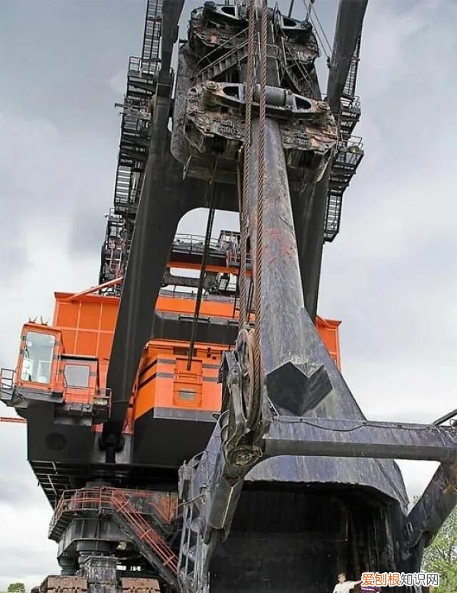 蓝鲸的心脏长什么样子