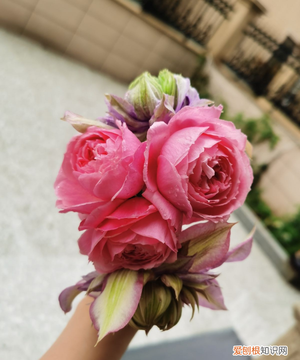 花为什么要醒,醒花的时候要不要放保鲜剂 醒花用深水还是浅水