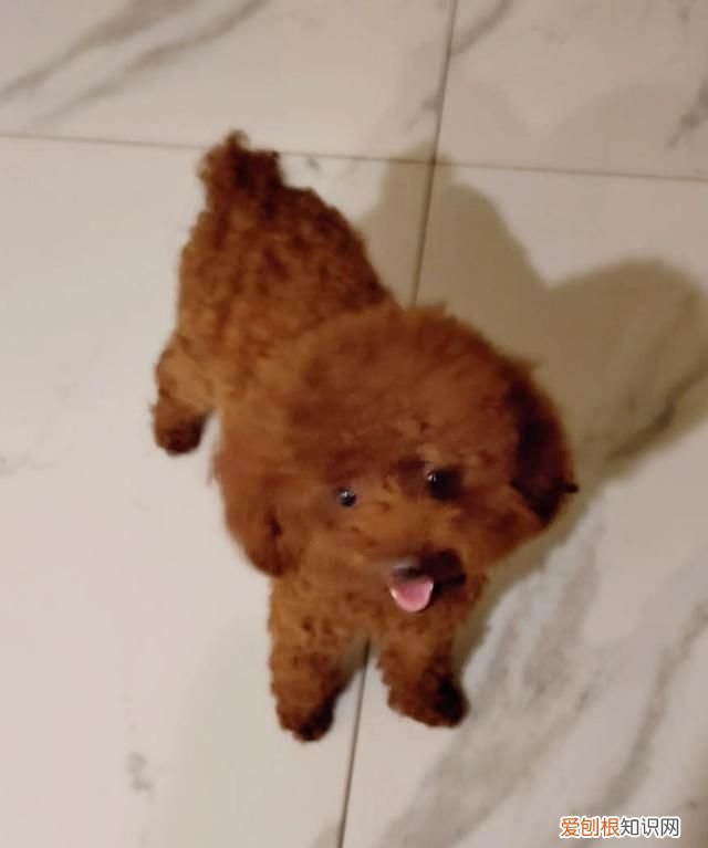 我家有个小土狗叫什么名字好 小名叫小草怎么样