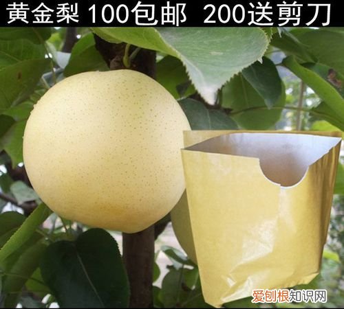 套梨袋技巧,果实套袋时间是什么