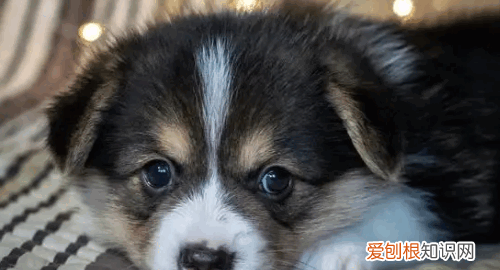 狗鼻头干了是不是生病，小狗状态好但是鼻子干