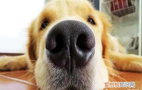 狗鼻头干了是不是生病，小狗状态好但是鼻子干