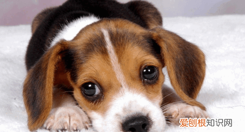 狗鼻头干了是不是生病，小狗状态好但是鼻子干