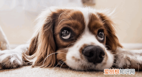 狗鼻头干了是不是生病，小狗状态好但是鼻子干