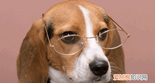 狗鼻头干了是不是生病，小狗状态好但是鼻子干