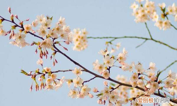 梨花什么季节开，梨花在什么季节开放