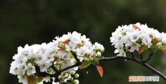 梨花什么季节开，梨花在什么季节开放