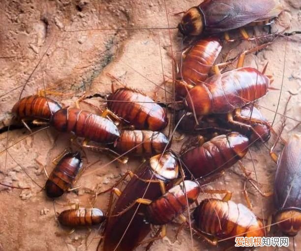 家里蟑螂泛滥怎么除去蟑螂 家里蟑螂成灾教你四步灭蟑螂