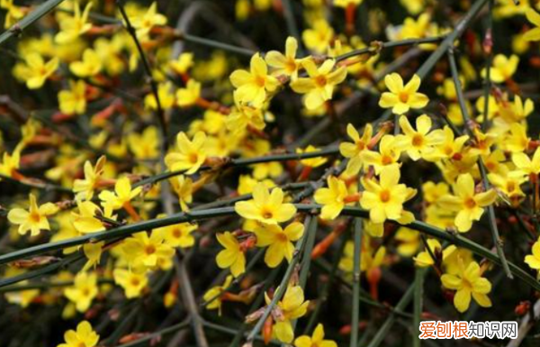 迎春花什么季节开,迎春花是什么季节开的