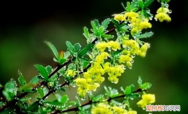 迎春花什么季节开，迎春花是什么季节开的