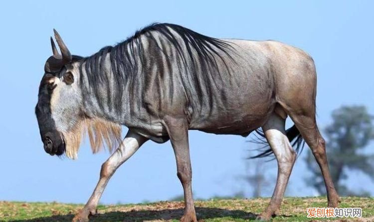 角马是马还是牛，角马看起来那么像牛9为什么要叫马