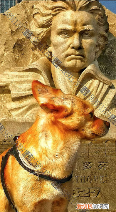 狗吃巧克力会中毒,为什么狗吃巧克力会中毒