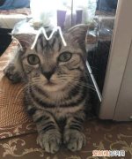 美短起司猫怎么看品相，怎么分辨美短猫纯不纯