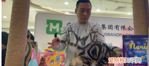 美短起司猫怎么看品相，怎么分辨美短猫纯不纯