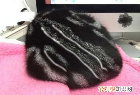 美短起司猫怎么看品相，怎么分辨美短猫纯不纯