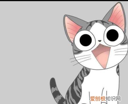 美短起司猫怎么看品相，怎么分辨美短猫纯不纯