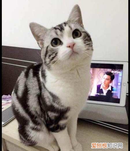 美短起司猫怎么看品相，怎么分辨美短猫纯不纯