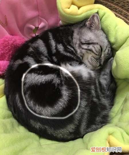 美短起司猫怎么看品相，怎么分辨美短猫纯不纯