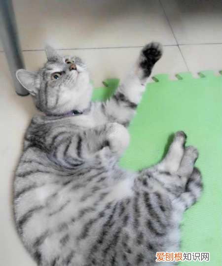 美短起司猫怎么看品相，怎么分辨美短猫纯不纯