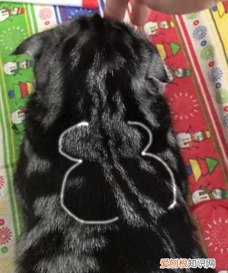 美短起司猫怎么看品相，怎么分辨美短猫纯不纯