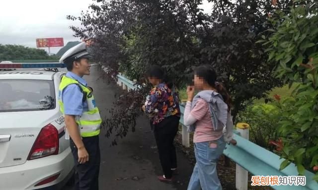 高速路边摘李子莫把生命当儿戏,摘李子莫当儿戏