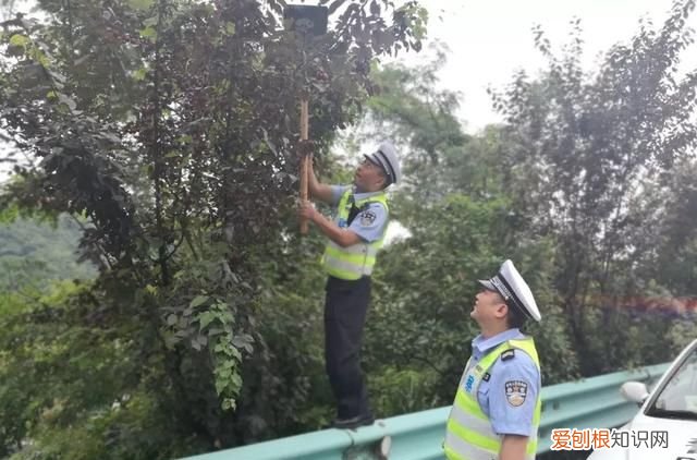 高速路边摘李子莫把生命当儿戏,摘李子莫当儿戏