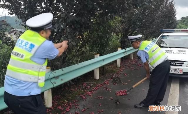 高速路边摘李子莫把生命当儿戏,摘李子莫当儿戏