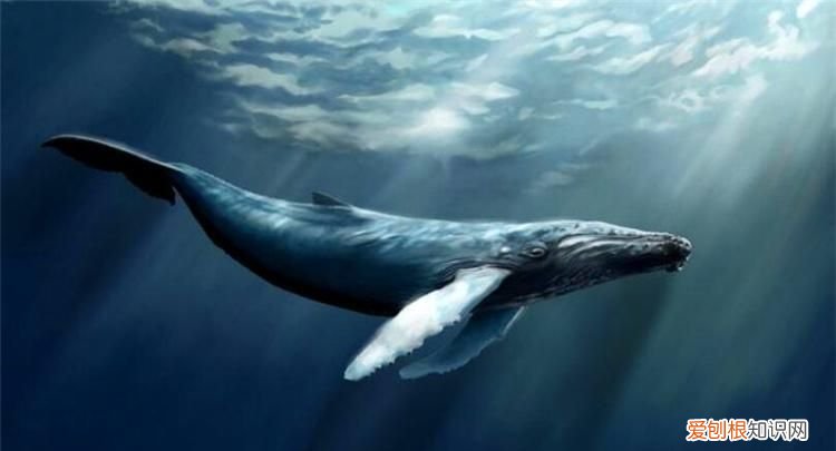 鲸鱼种类，鲸鱼一共有多少个种类