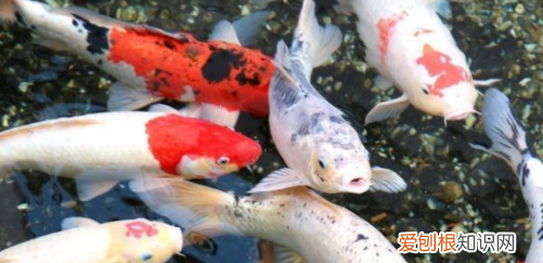 鱼跳缸了还能救，跳缸的鱼还能活吗