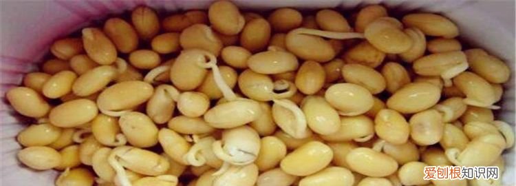 冬豆发芽了可以吃吗，养的蚕豆发芽了怎么办