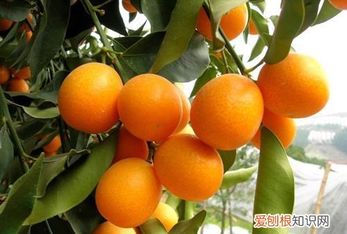 金桔什么时候上市,黄岩蜜桔什么时候开花