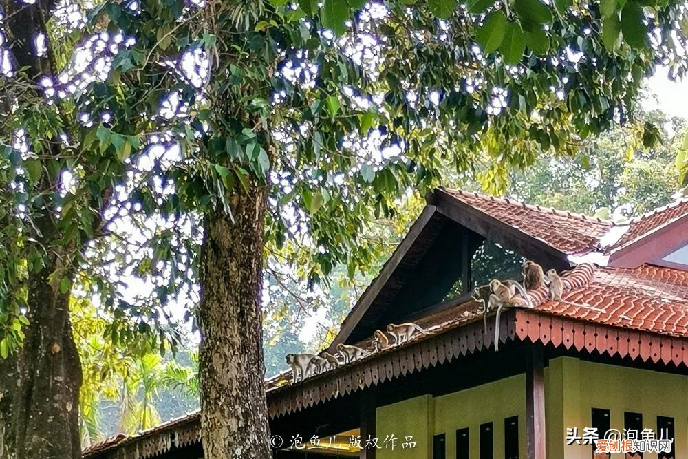 没套路!无小费!马来西亚珍拉汀湾超详攻略