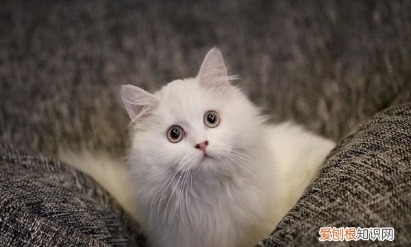 猫咪吃东西吐了怎么办，猫吃多了吐了怎么办萎靡不振