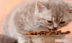 猫咪吃东西吐了怎么办，猫吃多了吐了怎么办萎靡不振