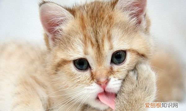 猫咪吃东西吐了怎么办，猫吃多了吐了怎么办萎靡不振