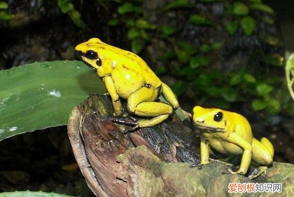 青蛙特点有哪些特点是什么