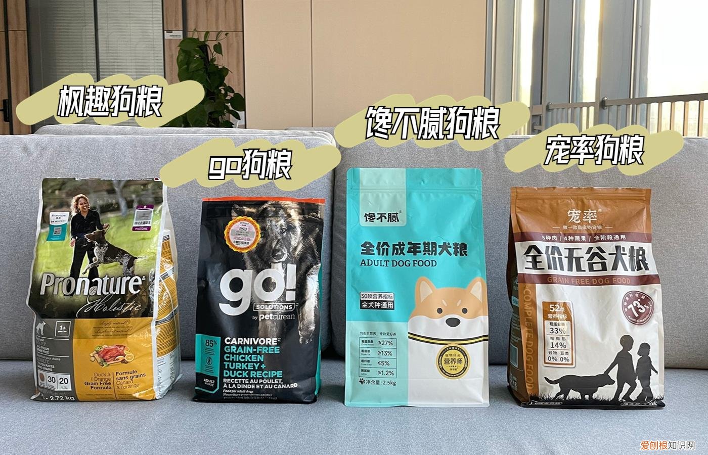 养狗，千万别养“比格犬”