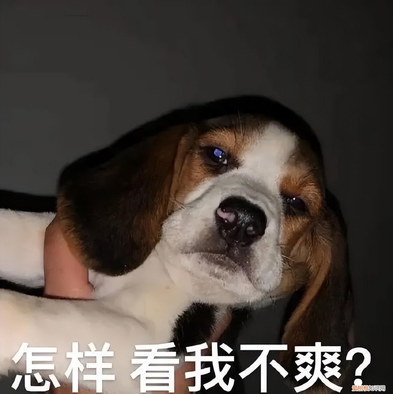 养狗，千万别养“比格犬”
