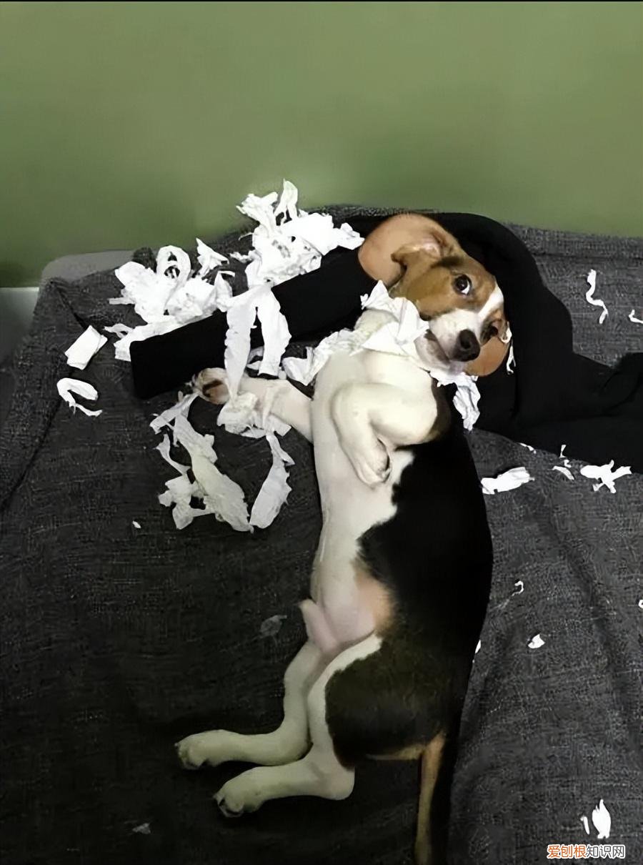 养狗，千万别养“比格犬”