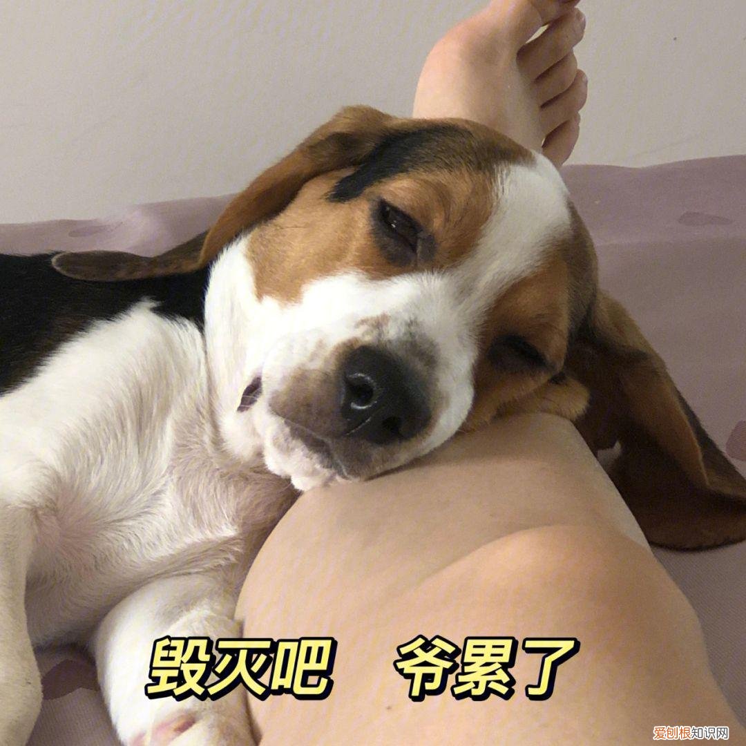 养狗，千万别养“比格犬”