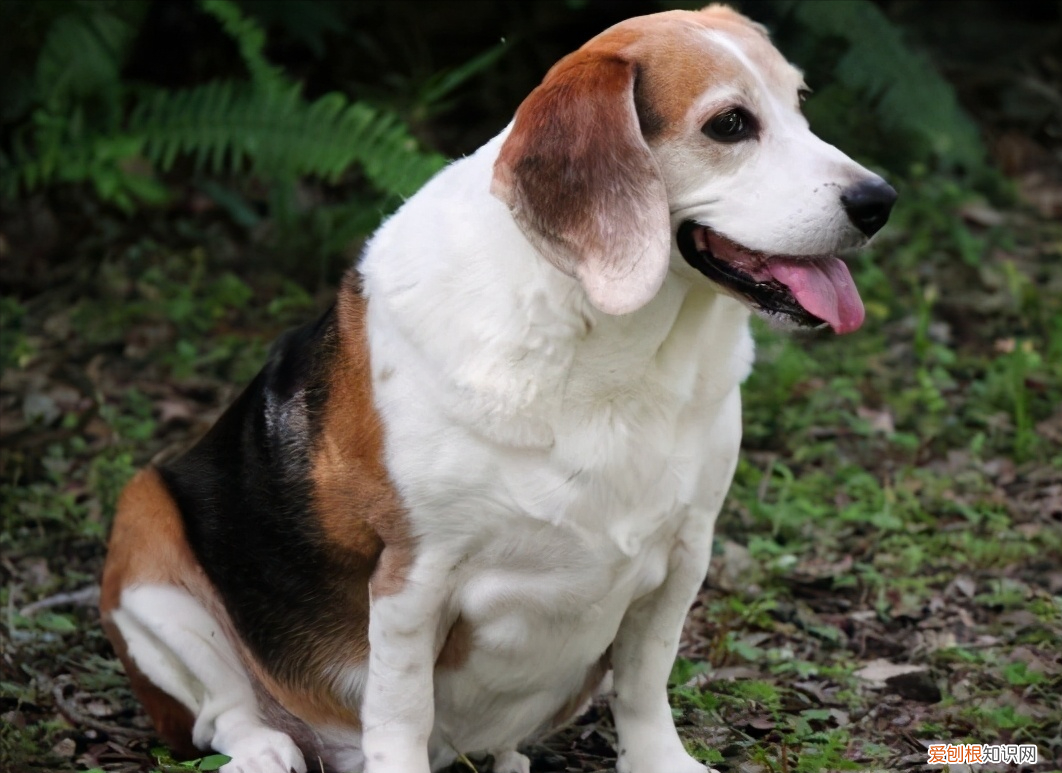 养狗，千万别养“比格犬”