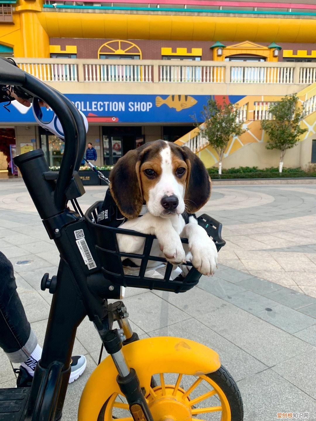 养狗，千万别养“比格犬”