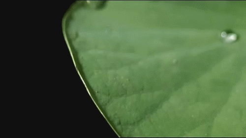 明星总统都爱穿的破烂棉袄，原型竟是美国军服