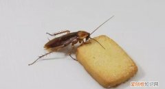 蟑螂多久会饿死