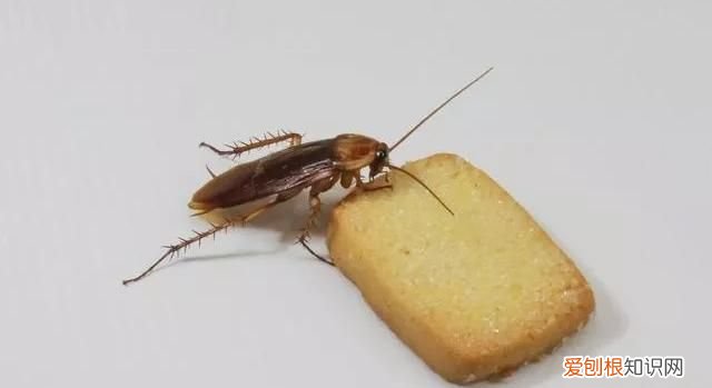 蟑螂多久会饿死