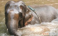 专注繁殖是什么意思，艾利克森人格发展八阶段理论是什么